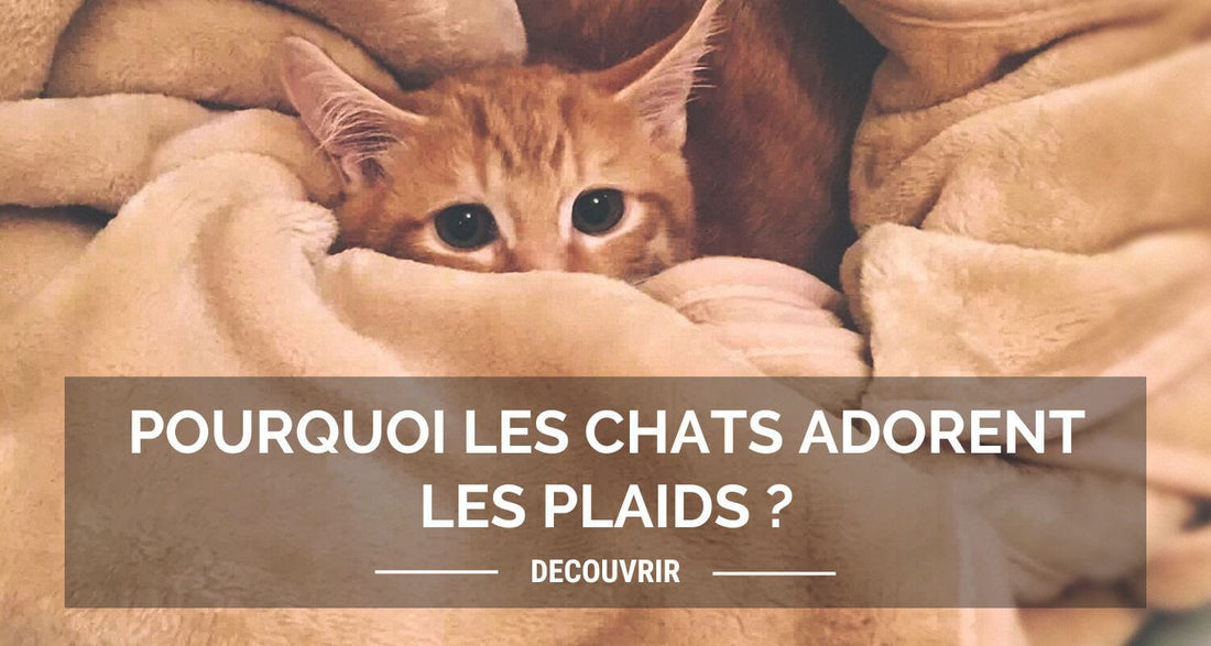 Un chat emmitouflé dans un plaid illustrant un article expliquant pourquoi les chats adorent les plaids