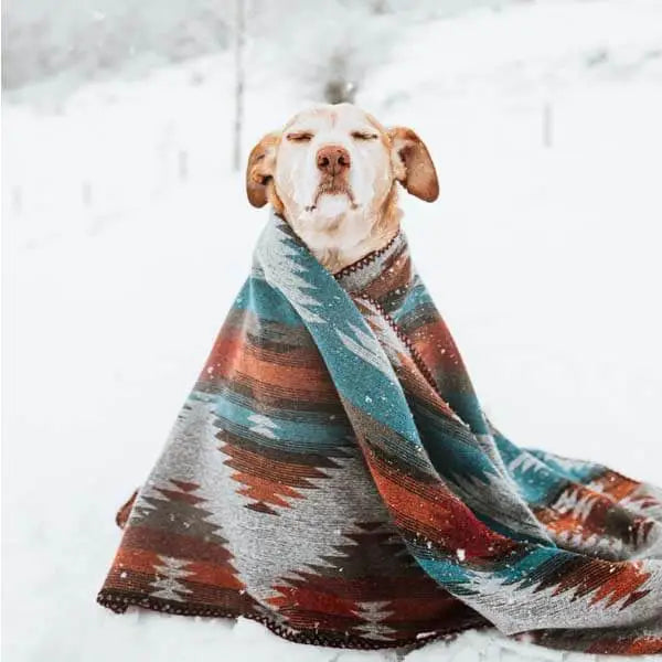 A dog in the snow wearing a warm throw with its eyes closed